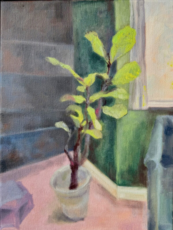 [Spring Tide] Ficus Focus