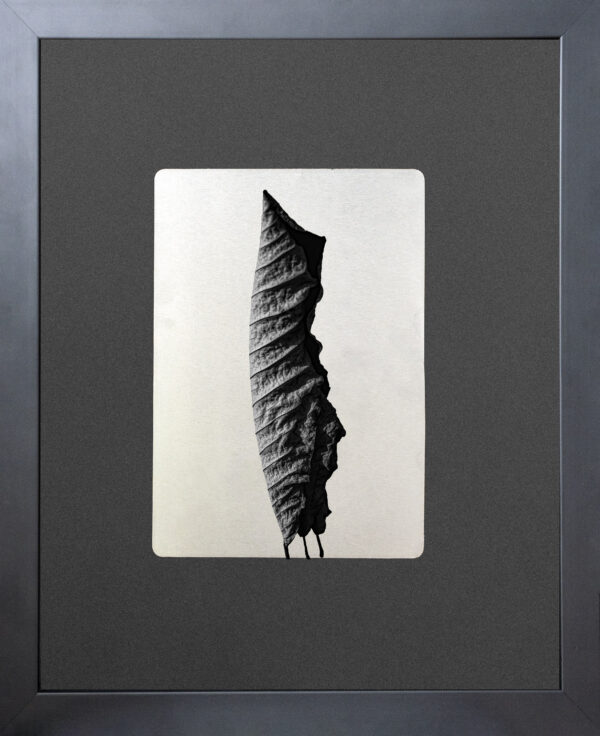[Spring Tide] Leaf-01