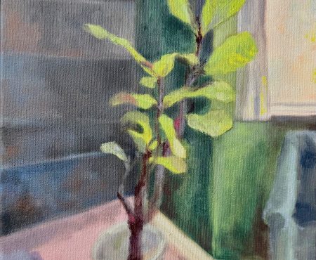 Maha Satish Ficus Focus